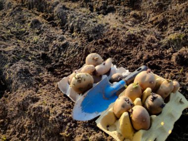 Kartoffeln selbst anbauen
